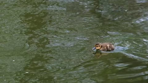 Duck pools