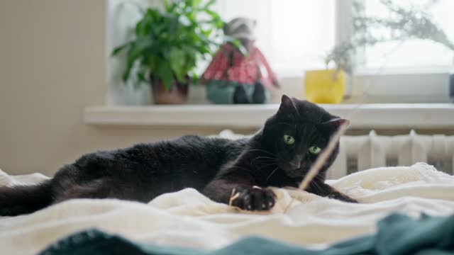 Cat play