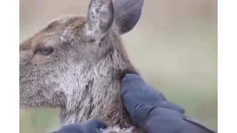 Birds take hair from deer body