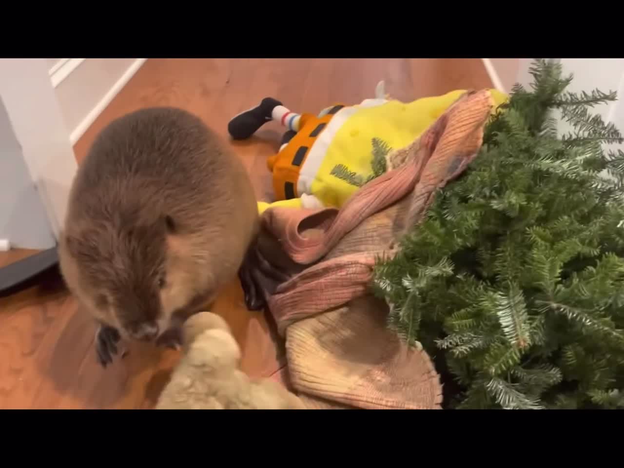 Rescued beaver builds a dam inside a house