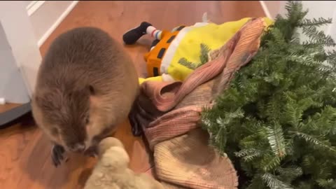 Rescued beaver builds a dam inside a house