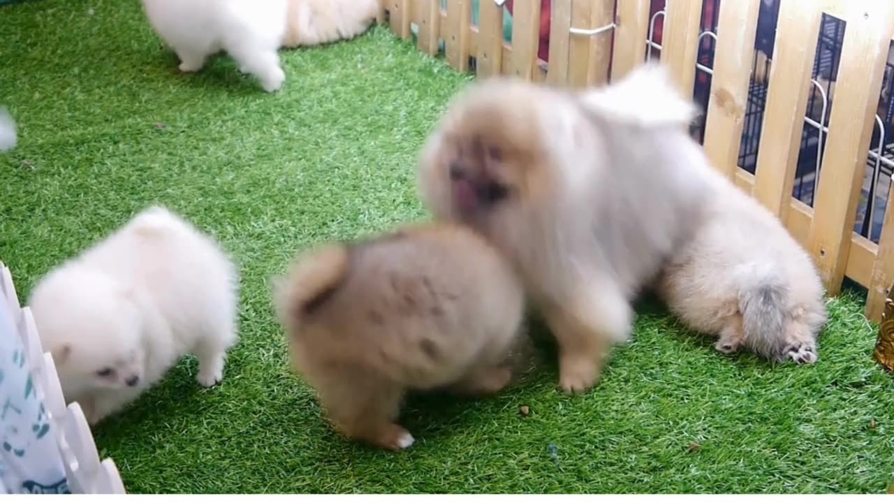 Puppies playing