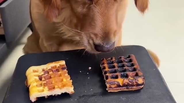 dog feeds pig a waffle