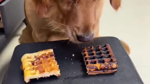 dog feeds pig a waffle