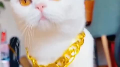 So cute 😺