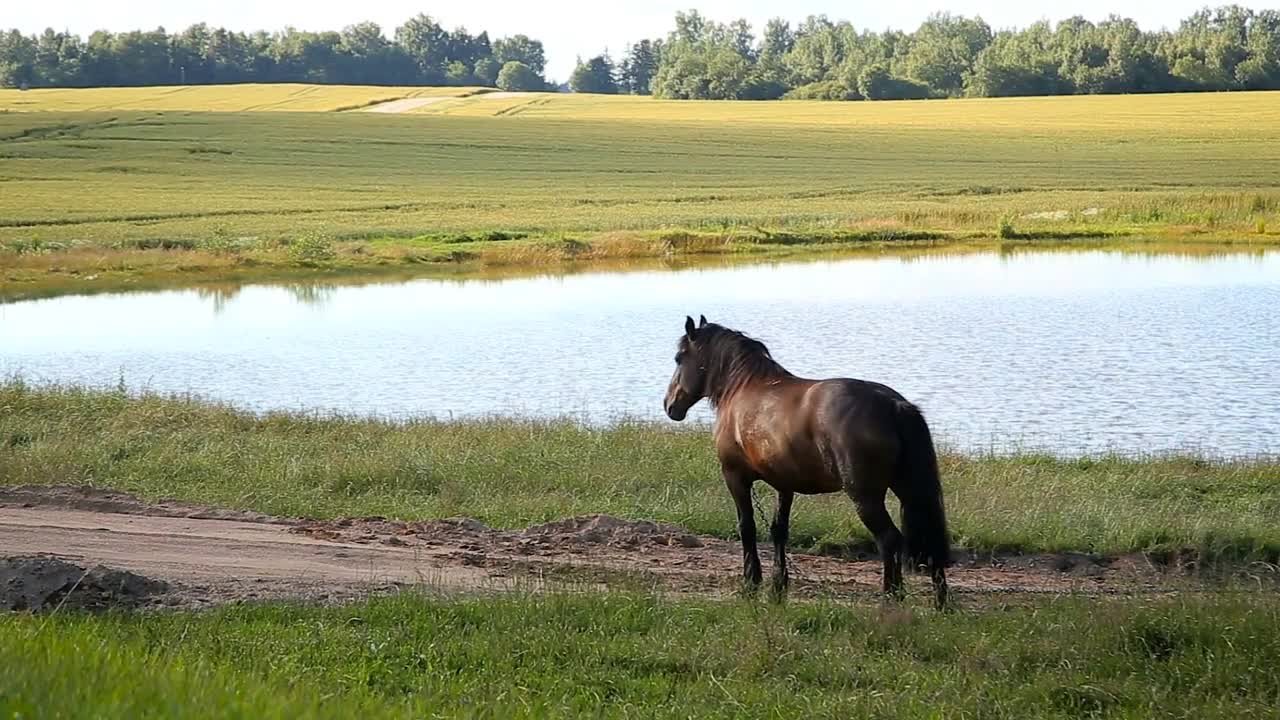 Brown horse in the field by the road near the pond