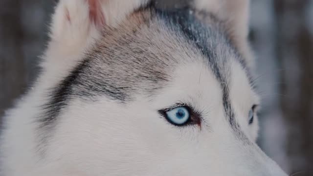 beautiful husky eyes