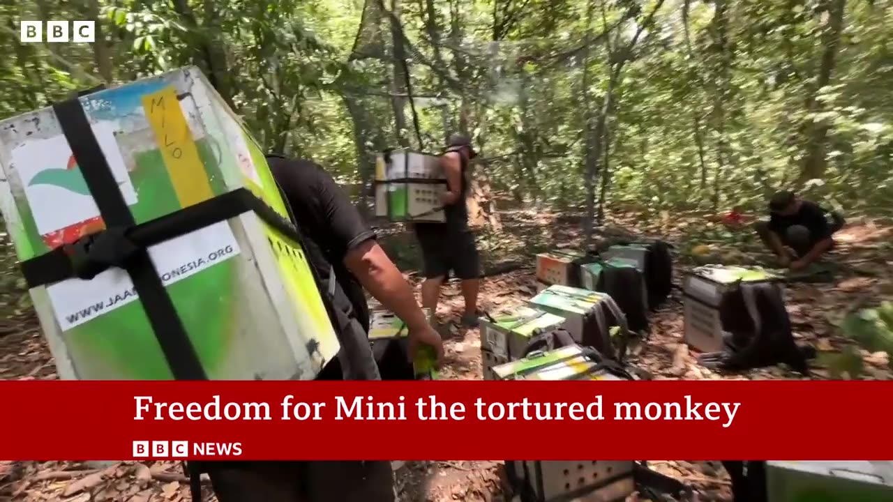 Monkey rescued from online monkey torture ring released into wild