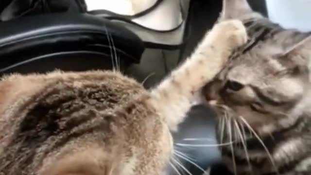 FUNNY CATS 2022