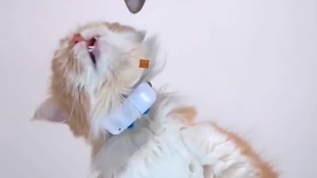 Two cats come to cook together