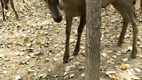 antelopes