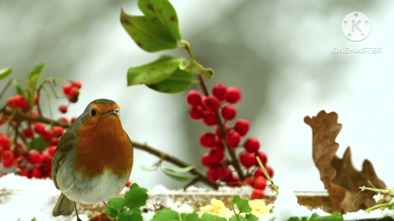 Beautiful Birds | Beautiful Nature | Blissful Nature | Nature's glimpse 🕊🦅🌳