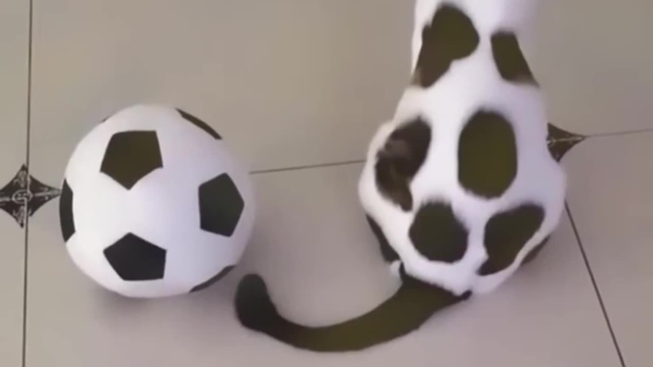 Top 2023 😂 Cute Cats 🐱 and Funny Dogs 🐶