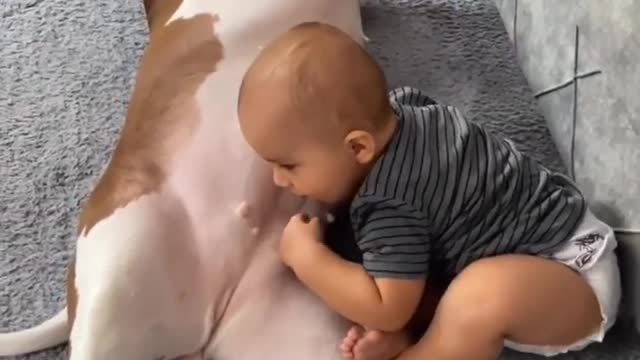 Pitbull and Babies love | Funny baby