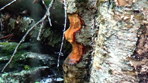 Beaver chewed tree