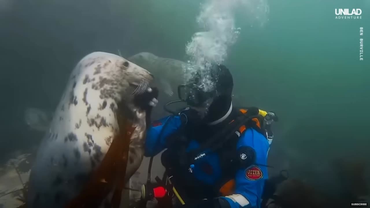 Friends With Wild Seal's