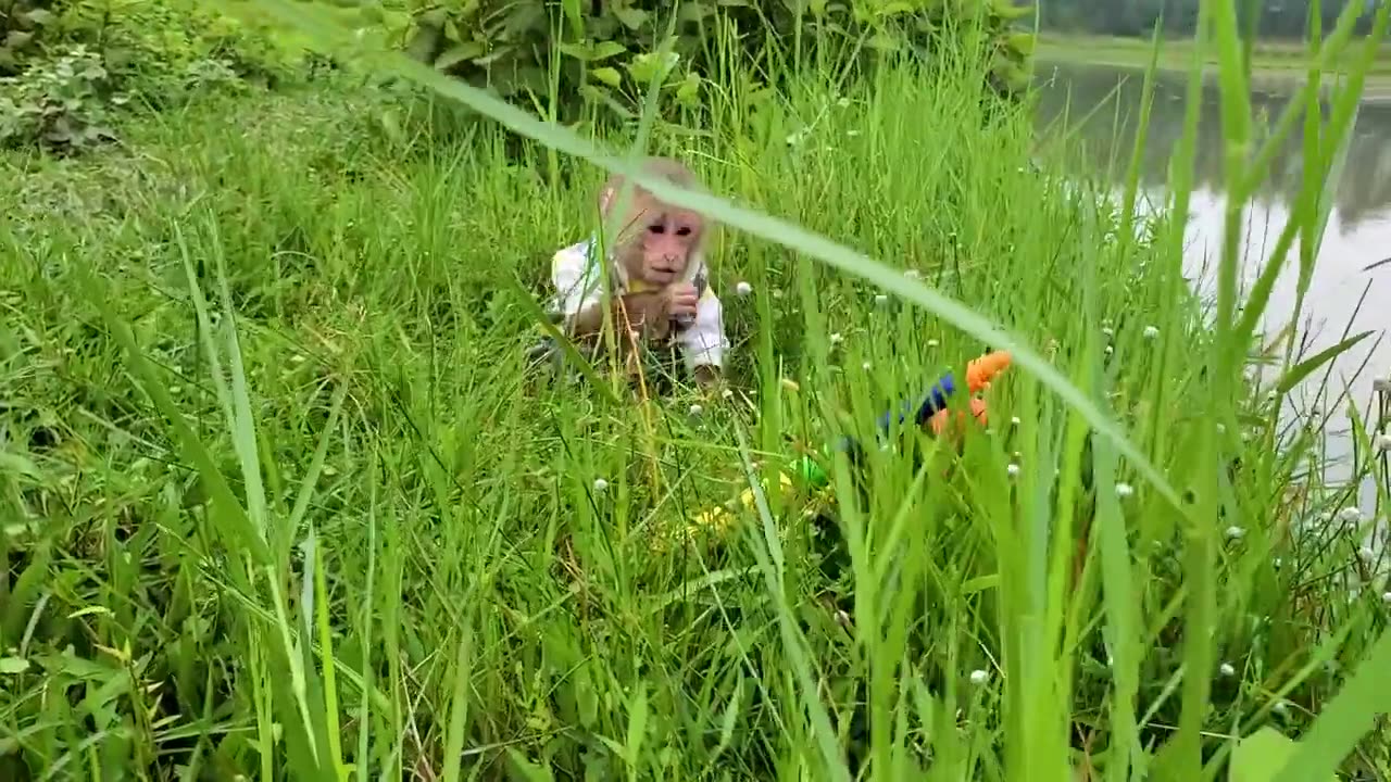 Baby monkeys go fishing for big catfish, koi, and goldfish are so cute