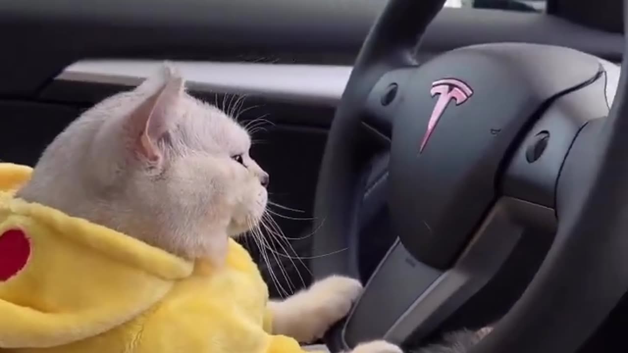 A cat driving tesla car