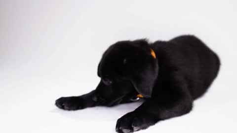 Labrador Retriever puppy on white screen playing