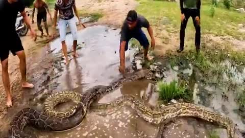 Saving the child who was being embraced by a large snake