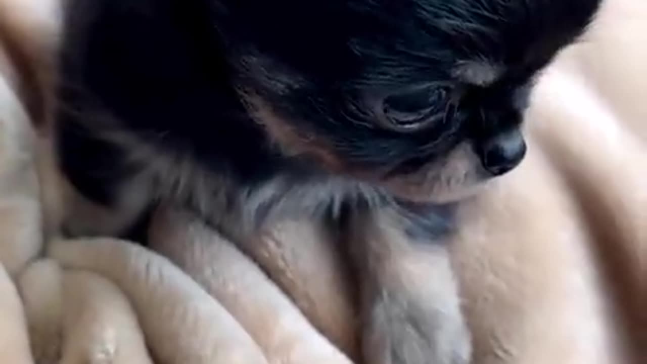 CUTEST LITTLE ANIMALS PART : 53 💕