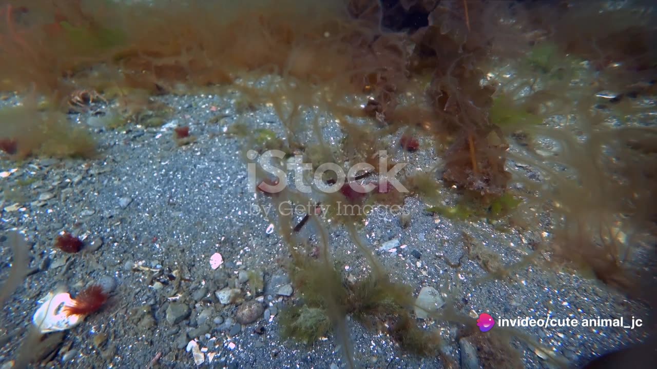 Arctic Wonders: Life Beneath the Sea Ice