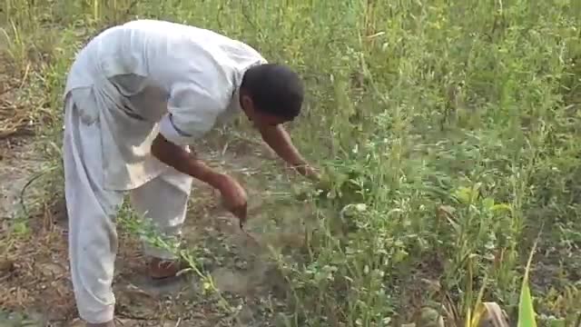 Indian agriculture