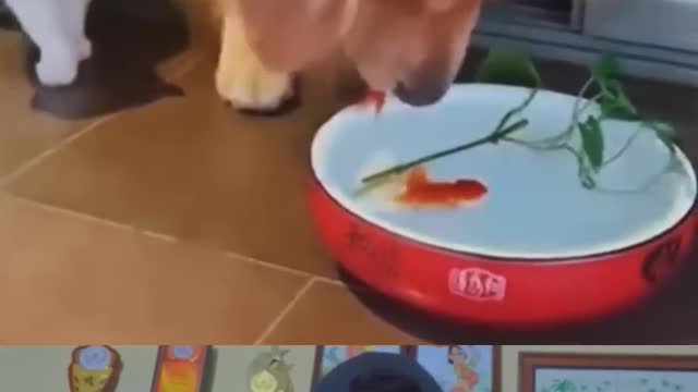 WOW! Doggy is Great 😢 | Dog saved fish life #dog #shorts