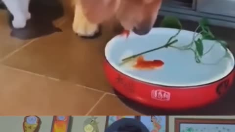 WOW! Doggy is Great 😢 | Dog saved fish life #dog #shorts