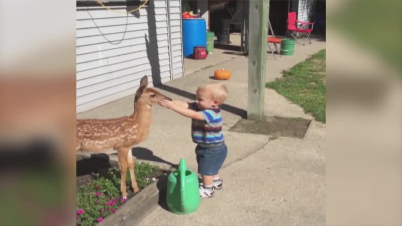 Little Boy Befriends a Baby Deer