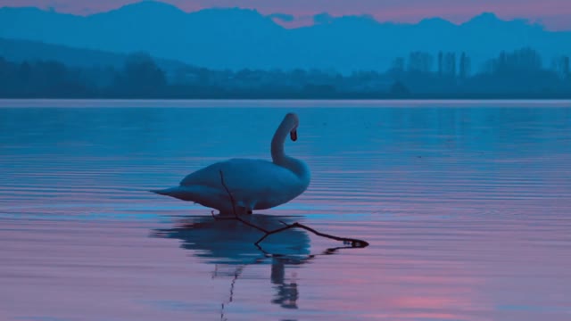 swan bird in the evening twilight