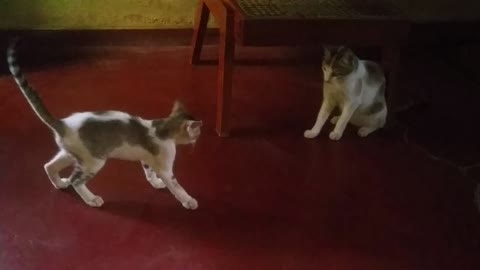 Cat fight