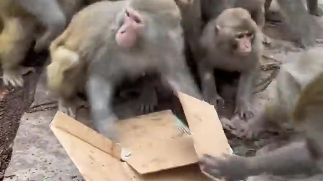 Crazy to see bread monkey