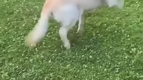 Funniest Cats and Dogs 🐶🐱 | Funny Animal Videos