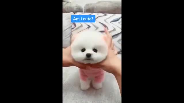 cute and funny animals compilation (cuteness)