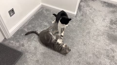 Cat Bullies Other Cat