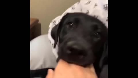Funniest animal videos