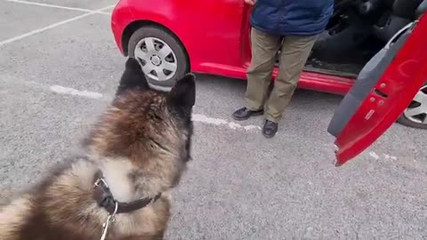 Husky goes Crazy when he sees Another Human!