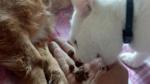 Hand feeding the cat and dog