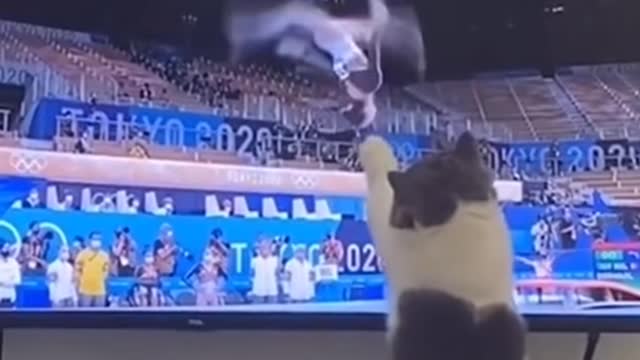 #funny #cute ❤ #dogs 🐶 and #cats 🐱 part 9