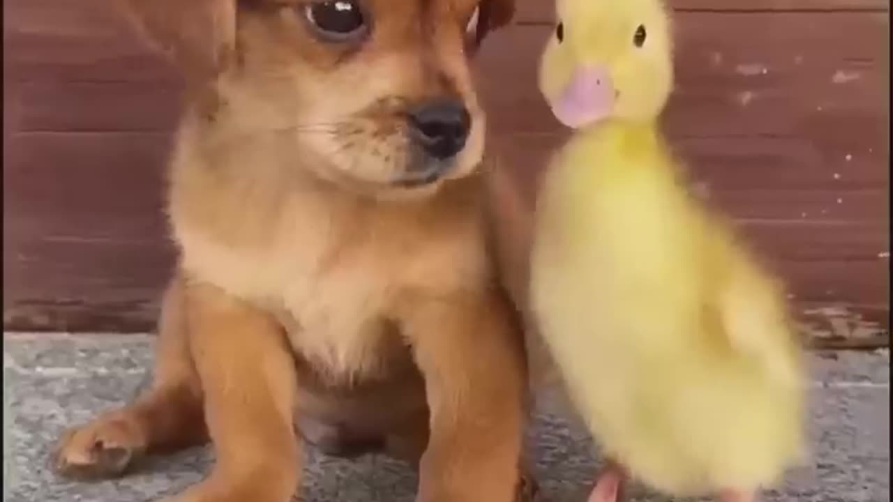 Funny animal video