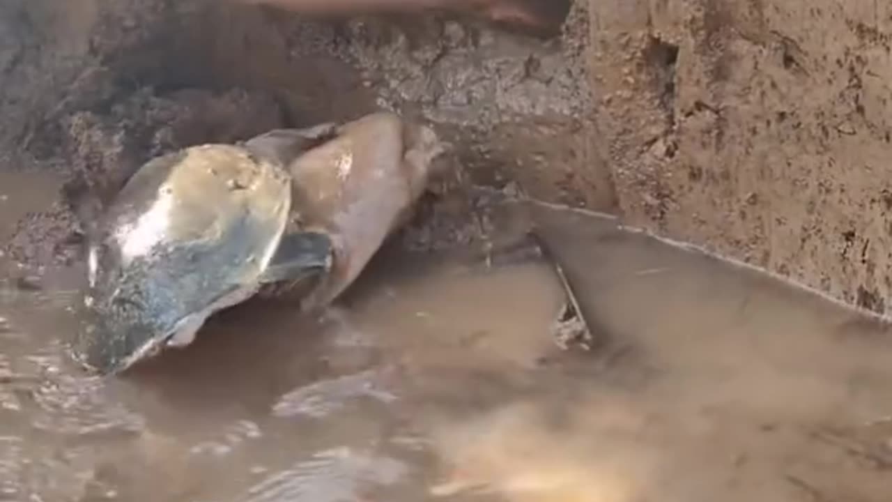 Amazing Rural Fishing Video 🐟 Best Asian Fishing Technique 🐟