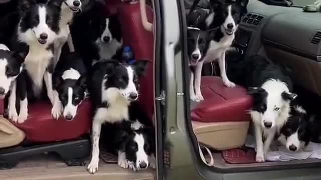 A whole carload of cute dogs, following orders.