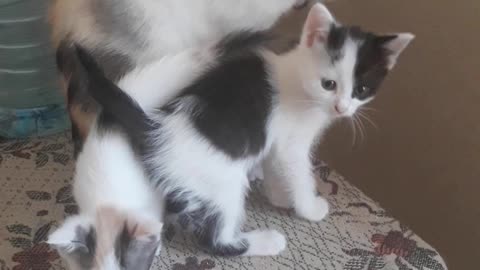 Cat with kittens