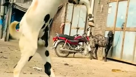 Big white Goat Jump Style