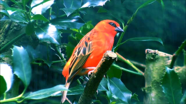 Red Fody Between Leaves