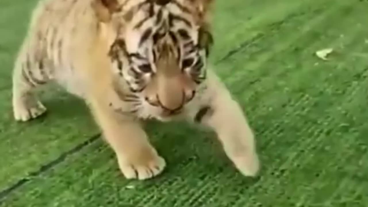 Cute and Funny Animals - Compilation