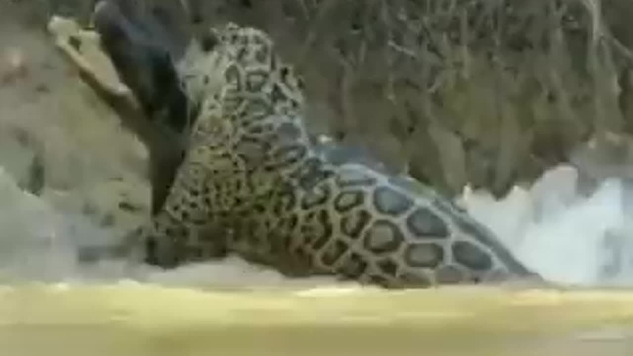 Fight between two huge animals = watch the video if you have a strong heart