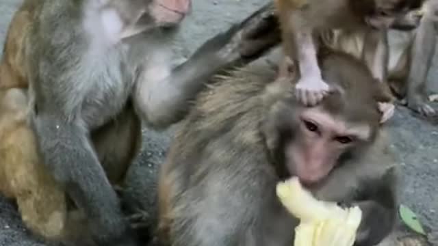 Cute Monkey China & Funny Love monkey_ Animals Love (370)