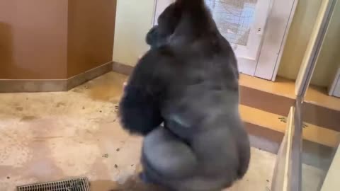 Funny and comedy animal 6